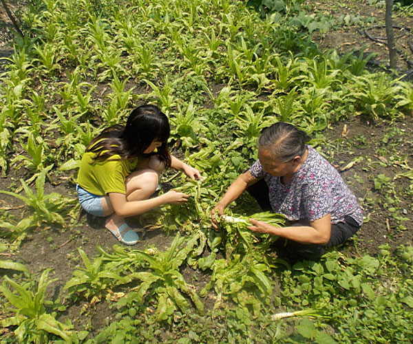 ��������æ�_�y��ժ�Ĳ˲��ϸ���ժ��Ч�ʵ�����(j��ng)�^(gu��)������Ϥ��ָ��(d��o)���ܿ��(du��)�T���M(j��n)���ˠ�B(t��i)��