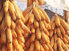 �Ŵ���������֮����