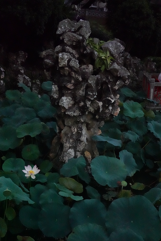 盧廉若公園的假山石。人民網(wǎng) 唐佳 攝