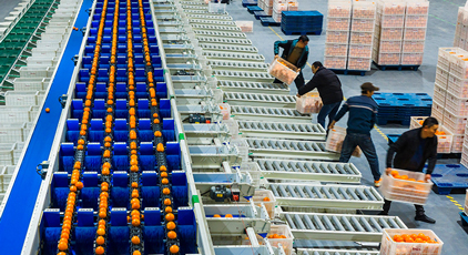 湖北秭歸：春橙飄香助增收