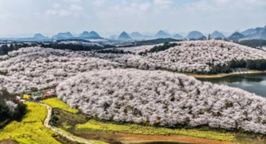 貴州：櫻花似海 春滿大地